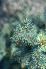 Picea Pungens Glauca ( Molid Argintiu ) - imagine 3