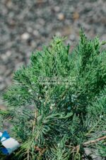 Juniperus Virginiana Grey Owl PA ( Ienupar Bufnita Cenusie ) - imagine 2