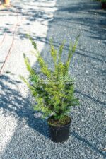Taxus Baccata ( Tisa )