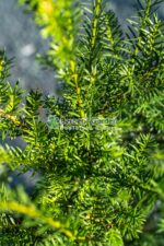 Taxus Baccata ( Tisa ) - imagine 3