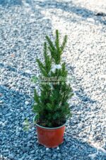 Taxus Media Hillii ( Tisa Hillii )