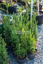 Taxus Media Hillii ( Tisa Hillii )