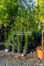 Taxus Media Hillii ( Tisa Hillii ) - imagine 2