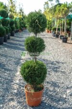 Cupressocyparis Leylandii 3 bile ( Chiparos Leylandii )