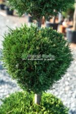Cupressocyparis Leylandii 3 bile ( Chiparos Leylandii ) - imagine 2