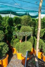 Cupressocyparis Leylandii 3 bile ( Chiparos Leylandii ) - imagine 3