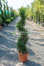 Cupressocyparis Leylandii Castlewellan Gold spirala ( Chiparos Leylandii Castlewellan Gold )