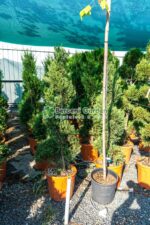 Cupressocyparis Leylandii Castlewellan Gold spirala ( Chiparos Leylandii Castlewellan Gold ) - imagine 2