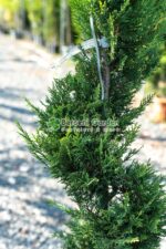 Cupressocyparis Leylandii Castlewellan Gold spirala ( Chiparos Leylandii Castlewellan Gold ) - imagine 3