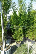 Cupressocyparis Leylandii Gold Rider ( Chiparos Leylandii Gold River )