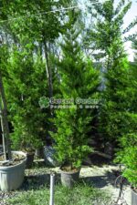 Cupressocyparis Leylandii Gold Rider ( Chiparos Leylandii Gold River ) - imagine 2