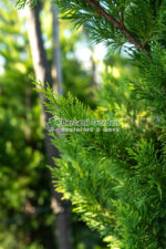 Cupressocyparis Leylandii Gold Rider ( Chiparos Leylandii Gold River ) - imagine 3