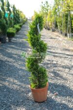 Cupressocyparis Leylandii Gold Rider spirala ( Chiparos Leylandii Gold River )