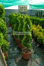 Cupressocyparis Leylandii Gold Rider spirala ( Chiparos Leylandii Gold River ) - imagine 2