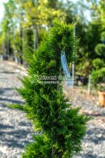 Cupressocyparis Leylandii Gold Rider spirala ( Chiparos Leylandii Gold River ) - imagine 3