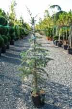 Cedrus deodara Robusta Glauca ( Cedru himalayan albastru argintiu )