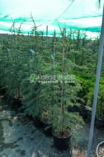 Cedrus deodara Robusta Glauca ( Cedru himalayan albastru argintiu ) - imagine 2