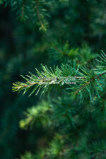 Cedrus deodara Robusta Glauca ( Cedru himalayan albastru argintiu ) - imagine 3