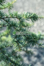 Cedrus deodara Robusta Glauca ( Cedru himalayan albastru argintiu ) - imagine 4