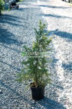 Juniperus Communis Hibernica ( Ienupar comun Hibernica )