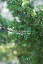 Juniperus Communis Hibernica ( Ienupar comun Hibernica ) - imagine 3