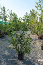 Prunus laurocerasus Novita ( Laur englezesc )