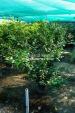 Prunus laurocerasus Novita ( Laur englezesc ) - imagine 2