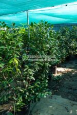 Prunus laurocerasus Novita ( Laur englezesc ) - imagine 3