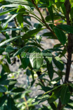 Prunus laurocerasus Novita ( Laur englezesc ) - imagine 4