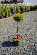 Pin mugo Winter Gold PA ( Pin pitic de munte auriu )