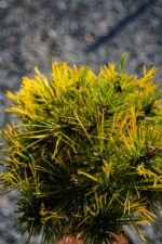 Pin mugo Winter Gold PA ( Pin pitic de munte auriu ) - imagine 2