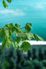Acer Freemanii Autumn Blaze ( Artar de Toamna ) - imagine 2