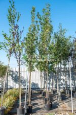 Acer Rubrum Summer Red ( Artar rosu de vara )