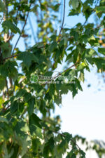 Acer Rubrum Summer Red ( Artar rosu de vara ) - imagine 2
