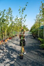 Betula utilis Doorenbos Jacquemontii( Mesteacan cu Scorta Alba )