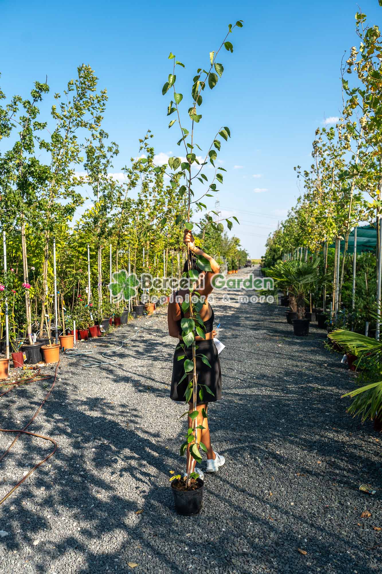 vanzare-plante-online-20.31.01.2 Betula utilis Doorenbos Jacquemontii( Mesteacan cu Scorta Alba ) - imagine 1