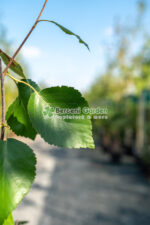 Betula utilis Doorenbos Jacquemontii( Mesteacan cu Scorta Alba ) - imagine 2
