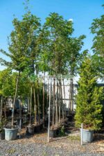 Robinia Casque Rouge ( Salcam Cascada Rosie )
