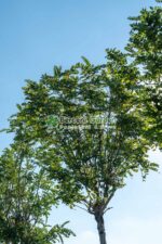 Robinia pseudoacacia umbraculifera PA 10 - 12 ( Salcam globular ) - imagine 2