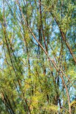 Tamarix ramosissima Pink Cascade ( Tamarix roz ) - imagine 2