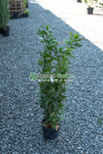 Laurus nobilis ( Dafin )