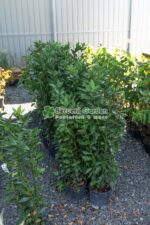 Laurus nobilis ( Dafin ) - imagine 2