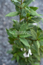 Laurus nobilis ( Dafin ) - imagine 3