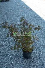 Physocarpus opulifolius Red Baron ( Fisocarpus rosu cu flori albe )