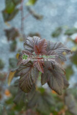 Physocarpus opulifolius Red Baron ( Fisocarpus rosu cu flori albe ) - imagine 2