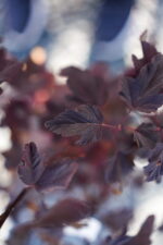 Physocarpus opulifolius Red Baron ( Fisocarpus rosu cu flori albe ) - imagine 3