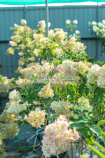 Hydrangea paniculata STAM PA ( Hortensie panicula pomisior STAM ) - imagine 2