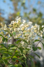 Hydrangea paniculata Tardiva PA ( Hortensia panicula pomisior TARDIVA )