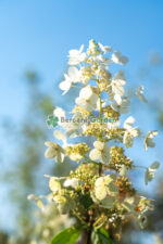 Hydrangea paniculata Tardiva PA ( Hortensia panicula pomisior TARDIVA ) - imagine 2